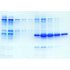 Affinity Chromatography